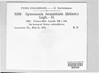 Gymnoconia interstitialis image